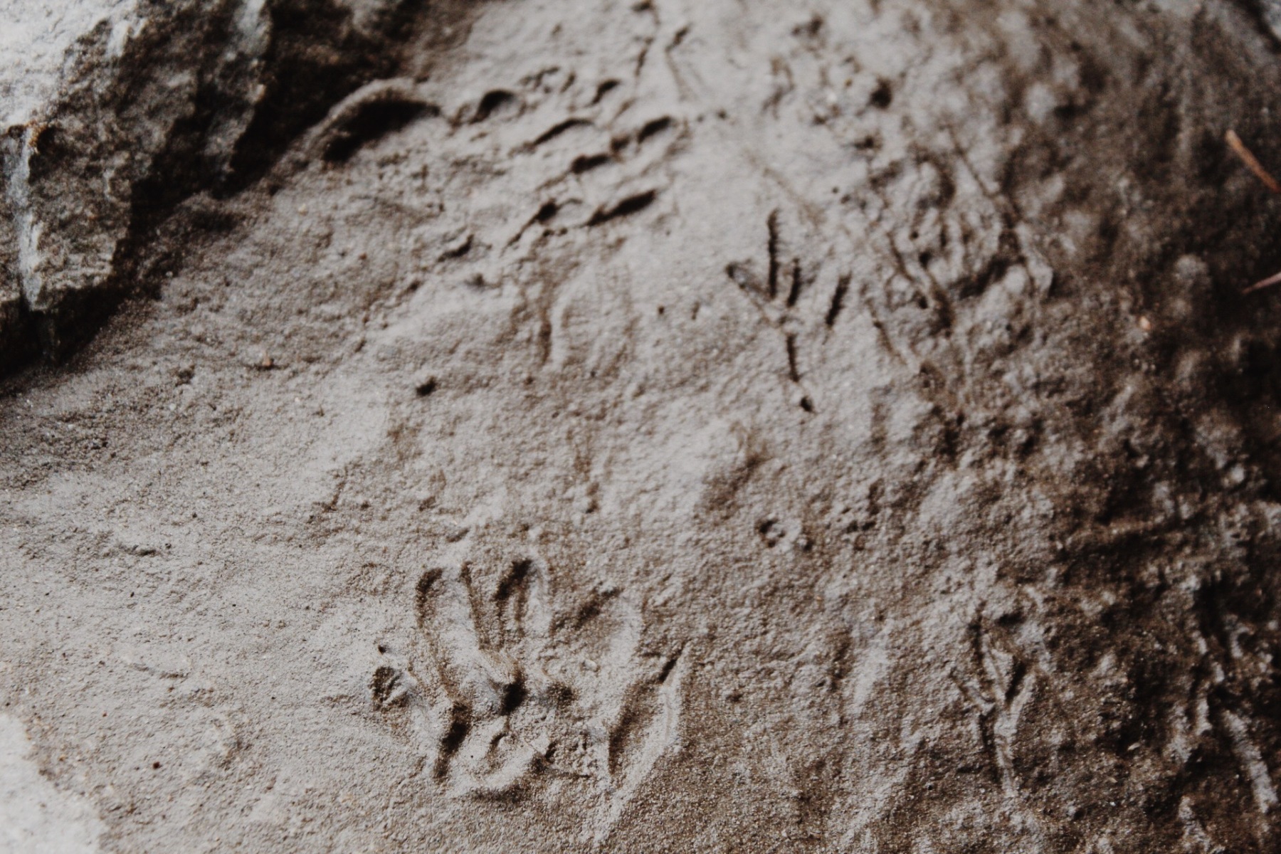 Racoon Footprints