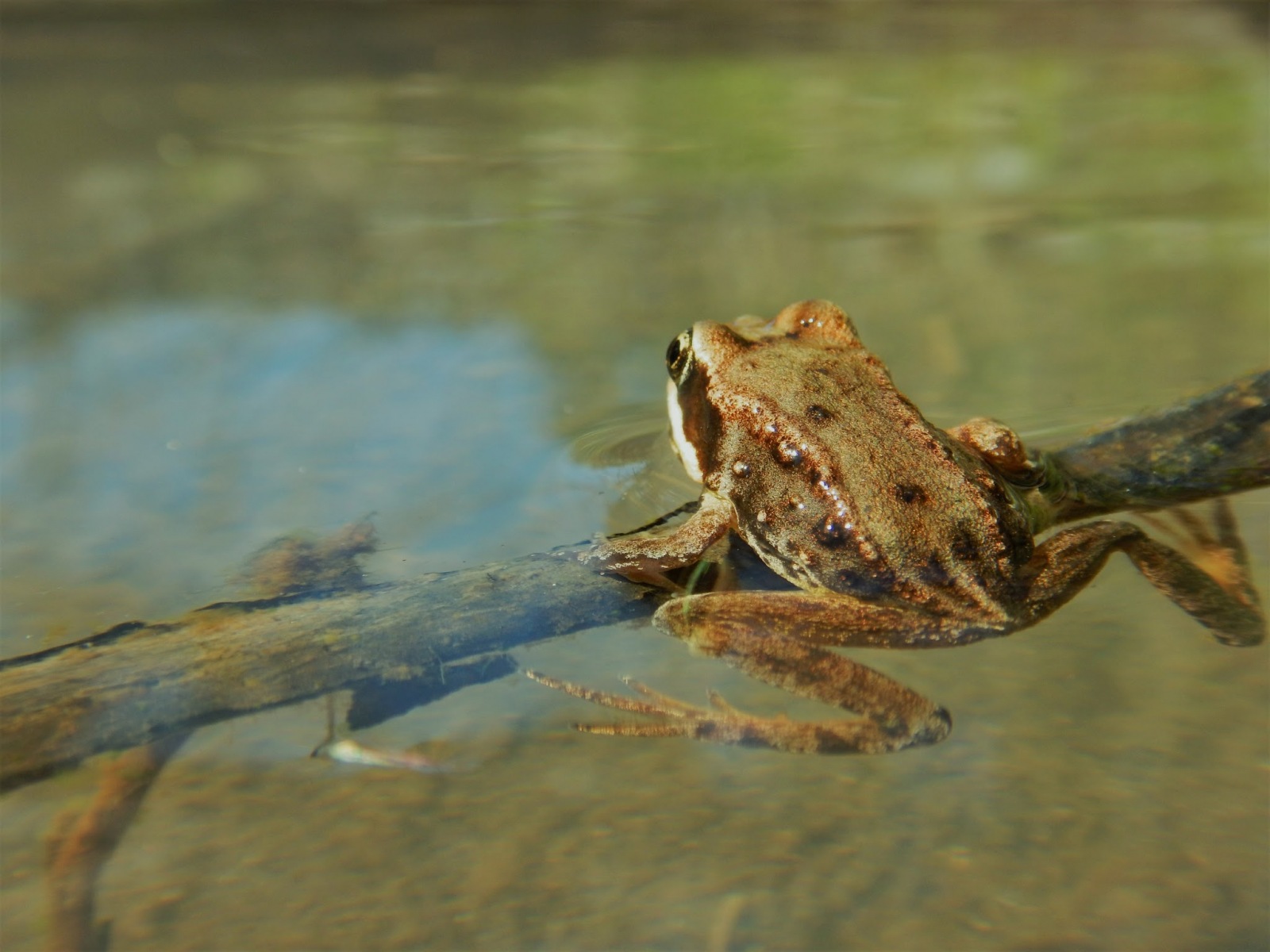 Frog-from-glacial-river
